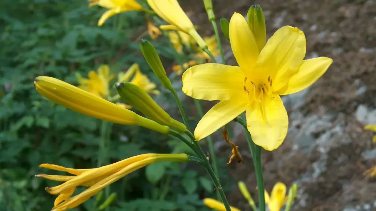 En gul daglilja vit blommar i fokus, med knoppar och andra blommor i bakgrunden.