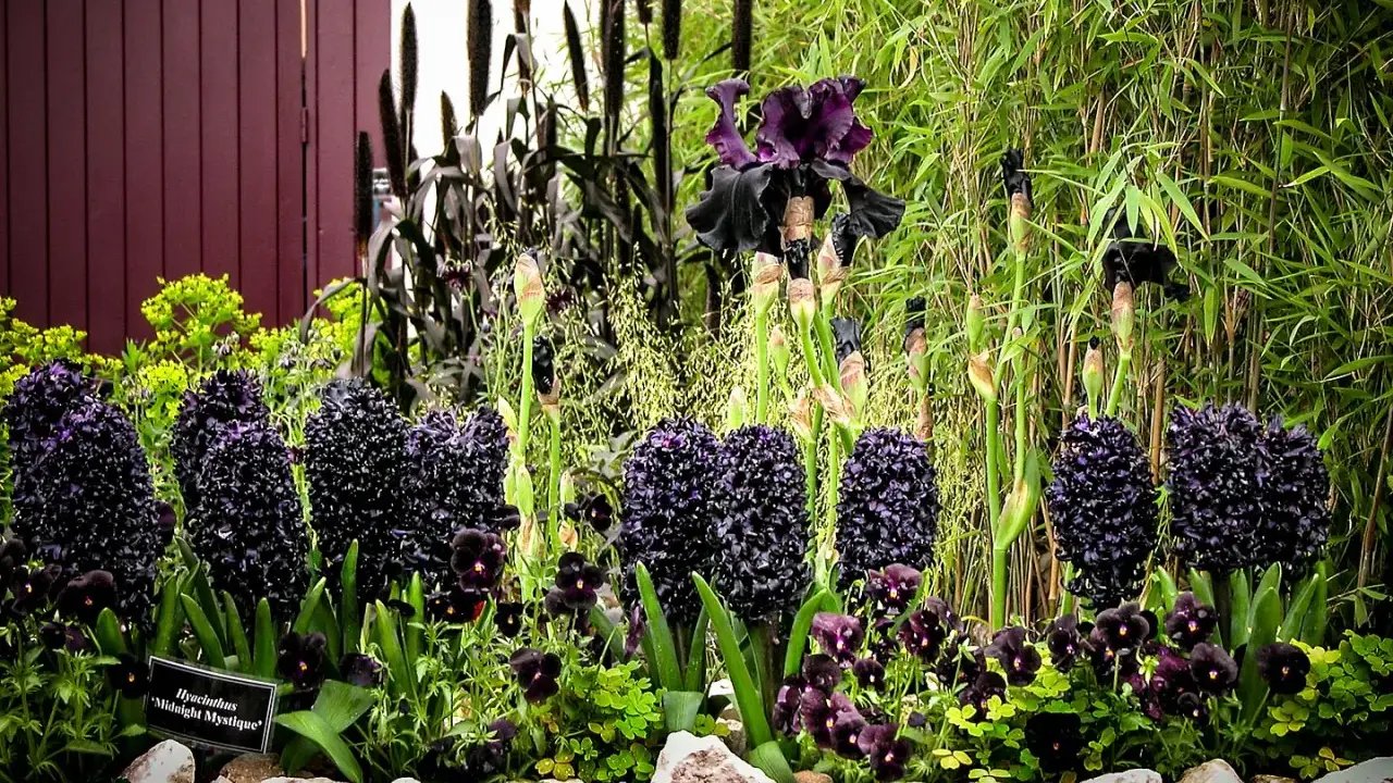 En rabatt med mörka, nästan svarta blommor som hyacinter och irisar, omgivna av gröna växter och bambu.