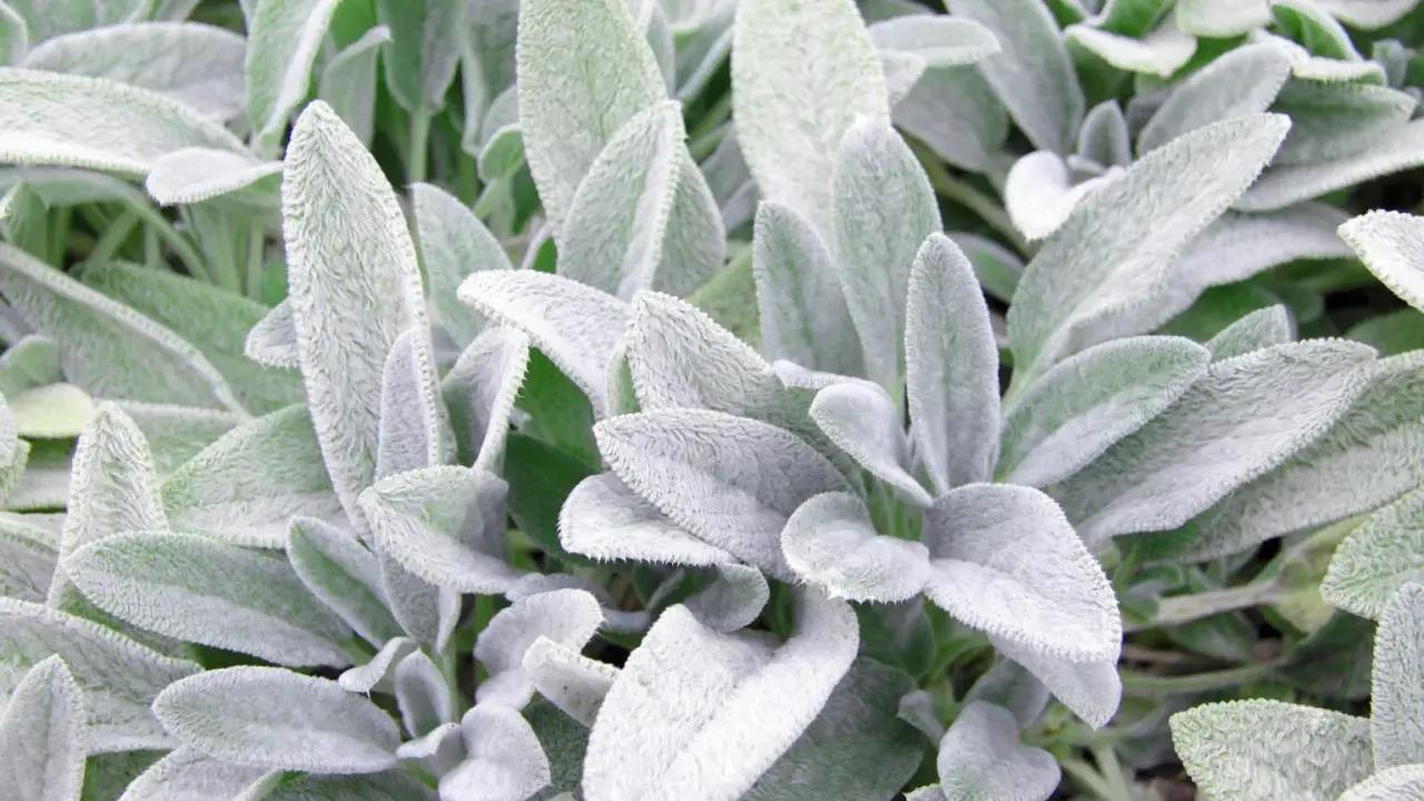 Närbild på mjuka, ludna blad av Stachys byzantina, även känd som lamöron. Bladen är grågröna och har en sammetslen yta.