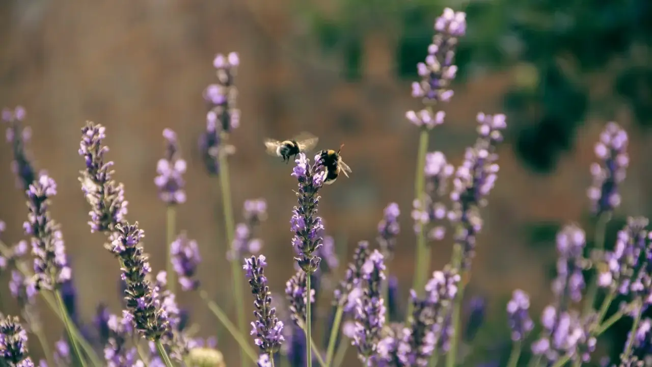 Två bin surrar bland lila blommor av salvia pratensis.