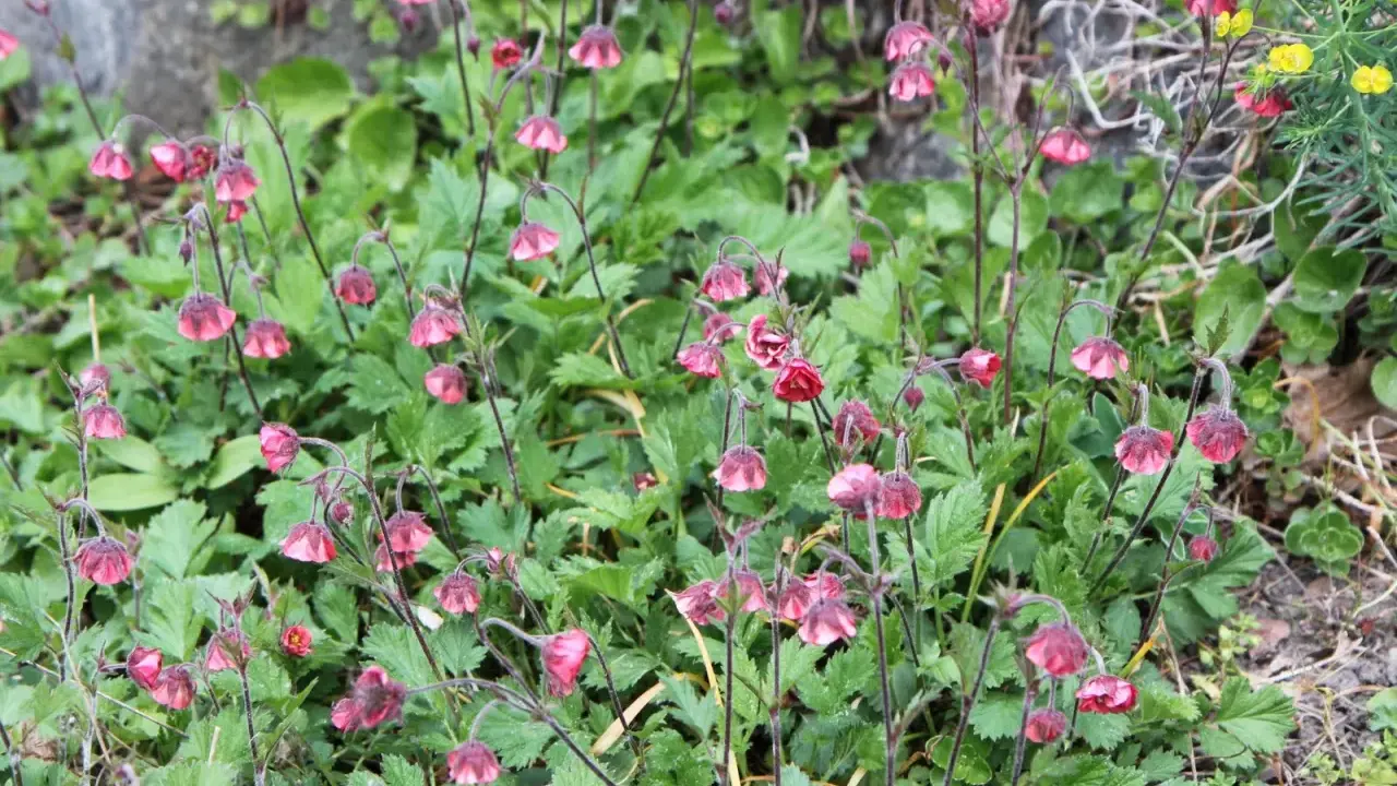 En grupp **geum rivale** blommor med sina karakteristiska hängande, rödrosa blommor bland gröna blad.