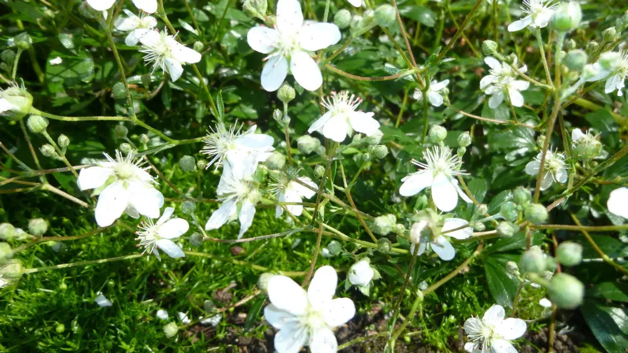 Små vita blommor av potentilla tridentata Nuuk växer tätt bland grön mossa och blad.