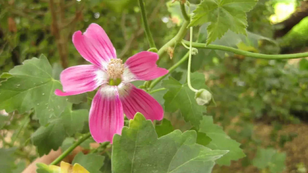 En vacker, rosa malva blomma med fem kronblad och en ljus mitt. Den växer bland gröna blad och en knopp.