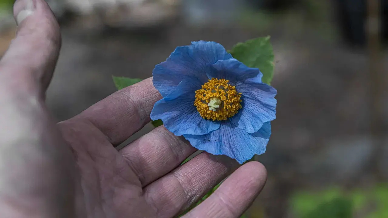 En hand håller en blå meconopsis betonicifolia med gul mitt.