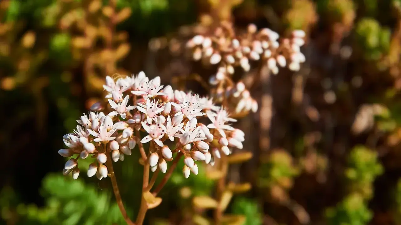 En klase av små, vita blommor, en vit fetknopp, blommar i solljus. Bakgrunden är suddig med gröna och bruna blad.