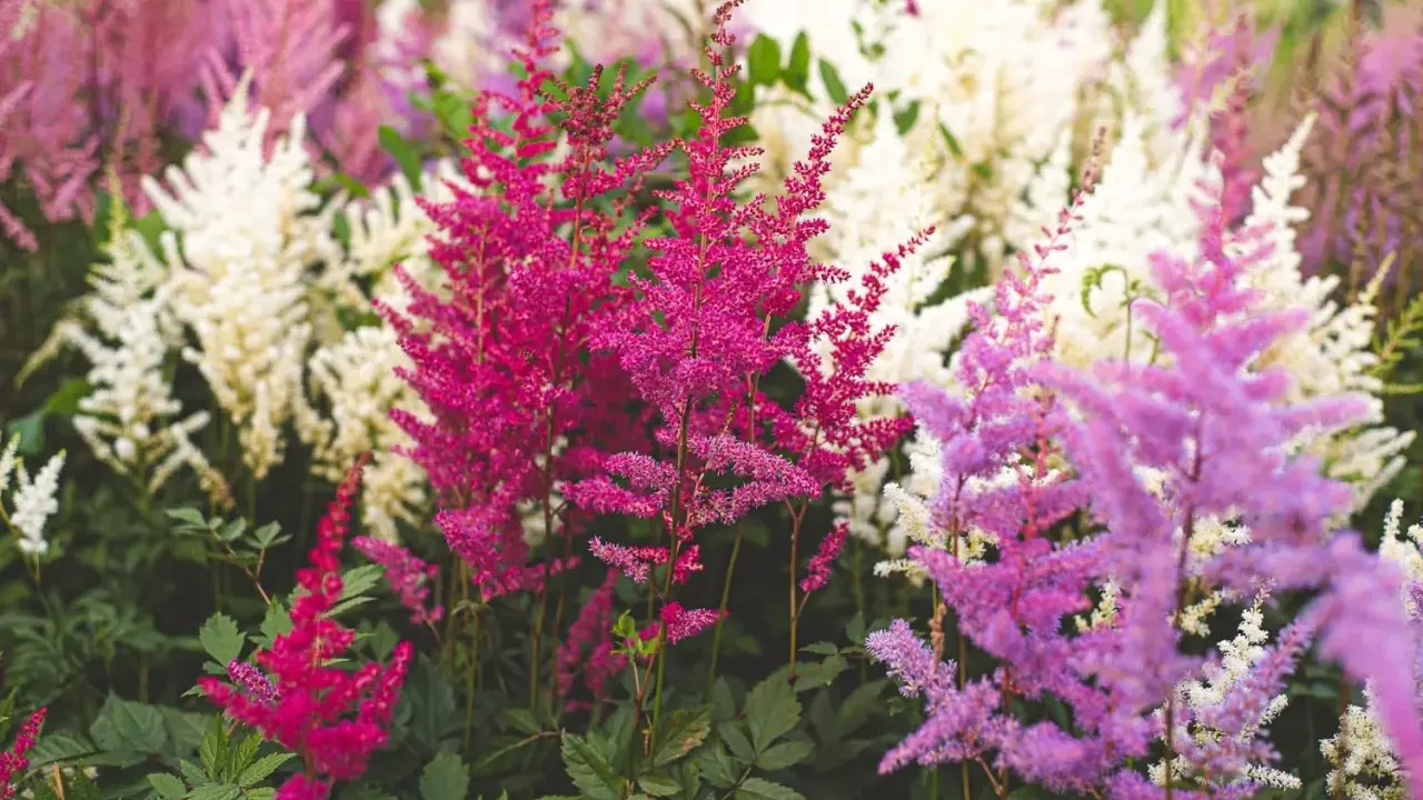 A cluster of vibrant pink, purple, and white astilbe flowers with feathery plumes and dark green foliage.
