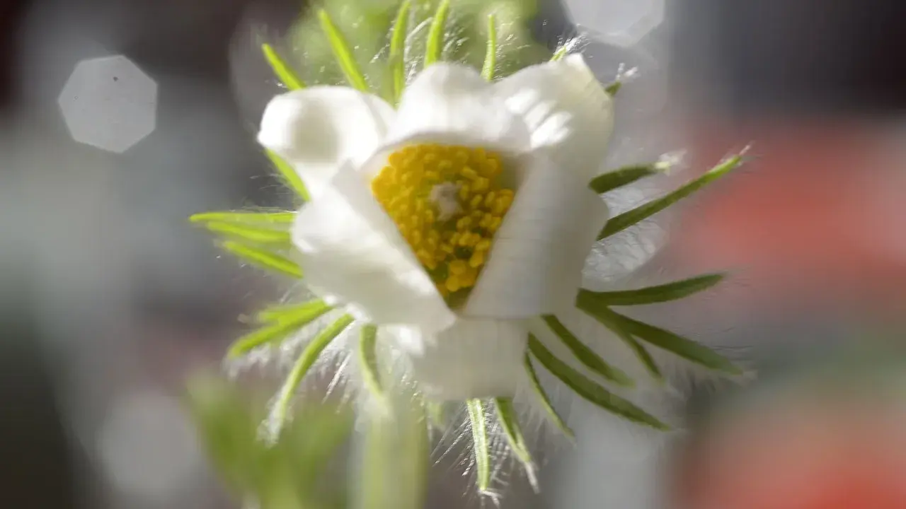 En vit pulsatilla vulgaris med gul mitt, omgiven av ludna gröna blad.