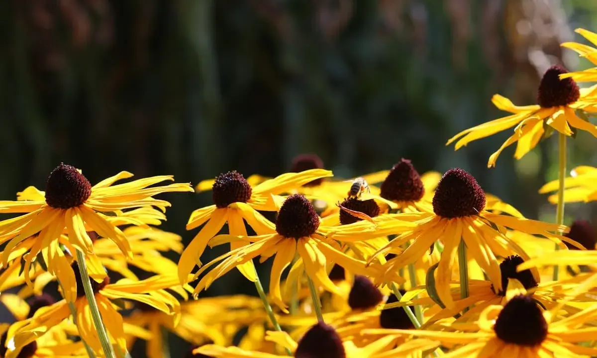 En solig dag med en humla som besöker en gul rudbeckia perenn. Blommorna lyser i gult med mörka mittar.