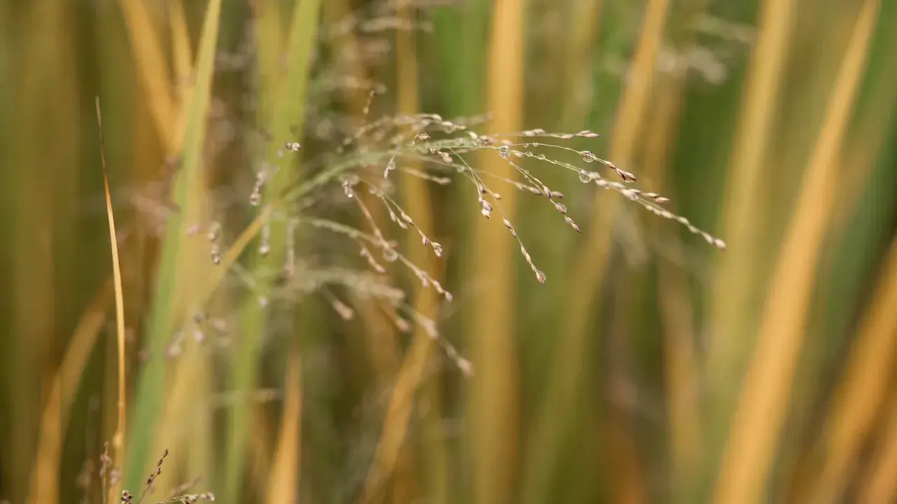 Vatten droppar på en fin blomställning av Panicum virgatum 'Northwind'. Grässtråna skiftar i grönt och guld.