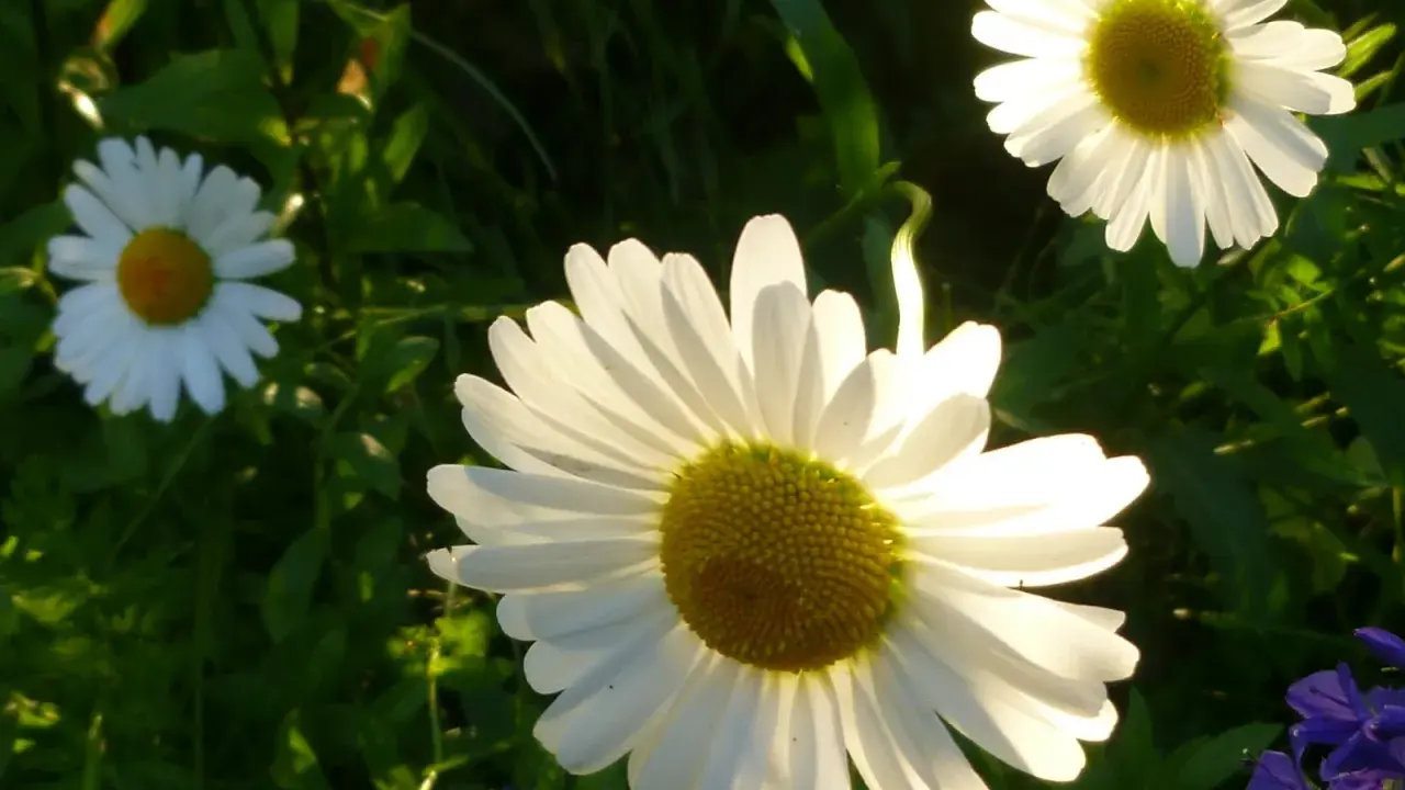 Tre vita prästkragar, Leucanthemum vulgare, lyser i solljuset bland gröna blad.