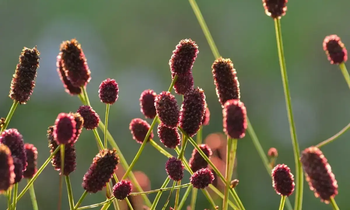 Mörkröda blommor av sanguisorba officinalis lyser i solnedgången.