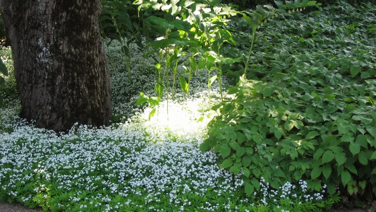 En matta av små vita blommor, troligen bistorta affinis, breder ut sig vid foten av ett stort träd. Solen lyser upp en del av blomsterhavet.