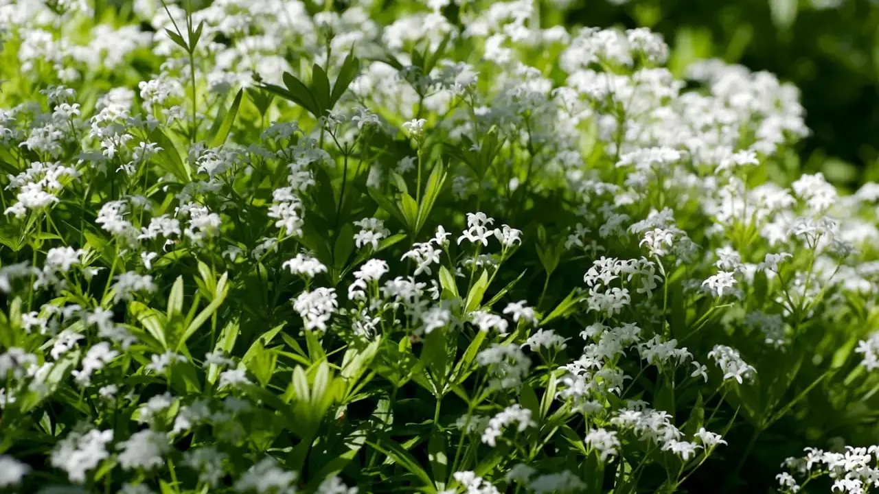 En matta av små vita blommor, galium odoratum, breder ut sig i solljuset.