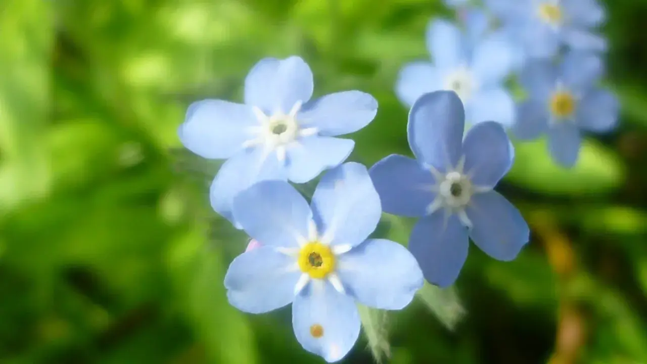 Blå förgätmigej, Myosotis scorpioides, blommar i grönska. Deras små, ljusblå kronblad med gula mittpunkter skapar en drömsk scen.