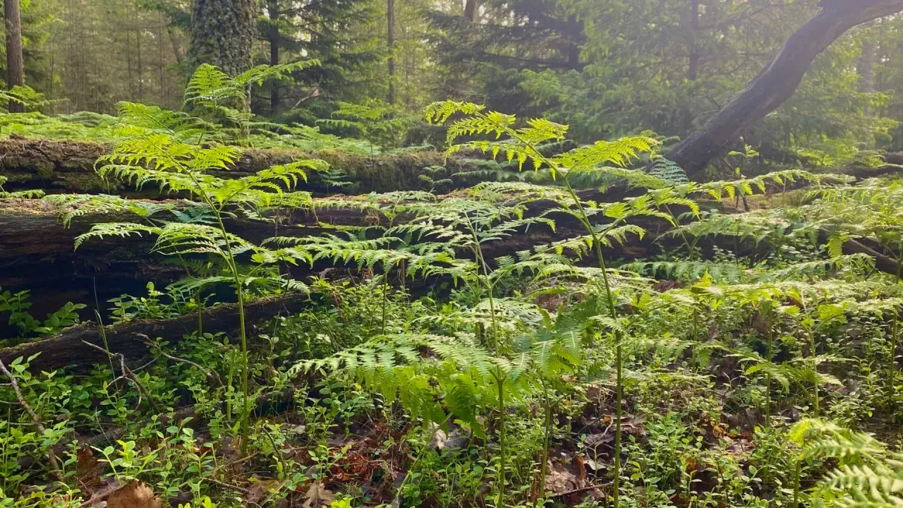 Gröna ormbunkar breder ut sig i en svensk skogsmiljö, med en fallen trädstam som bakgrund.