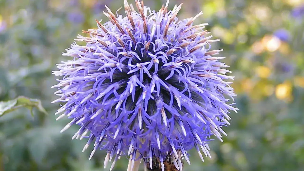 En bin besöker en lila veronika blomma, dess kronblad liknar små spjut.