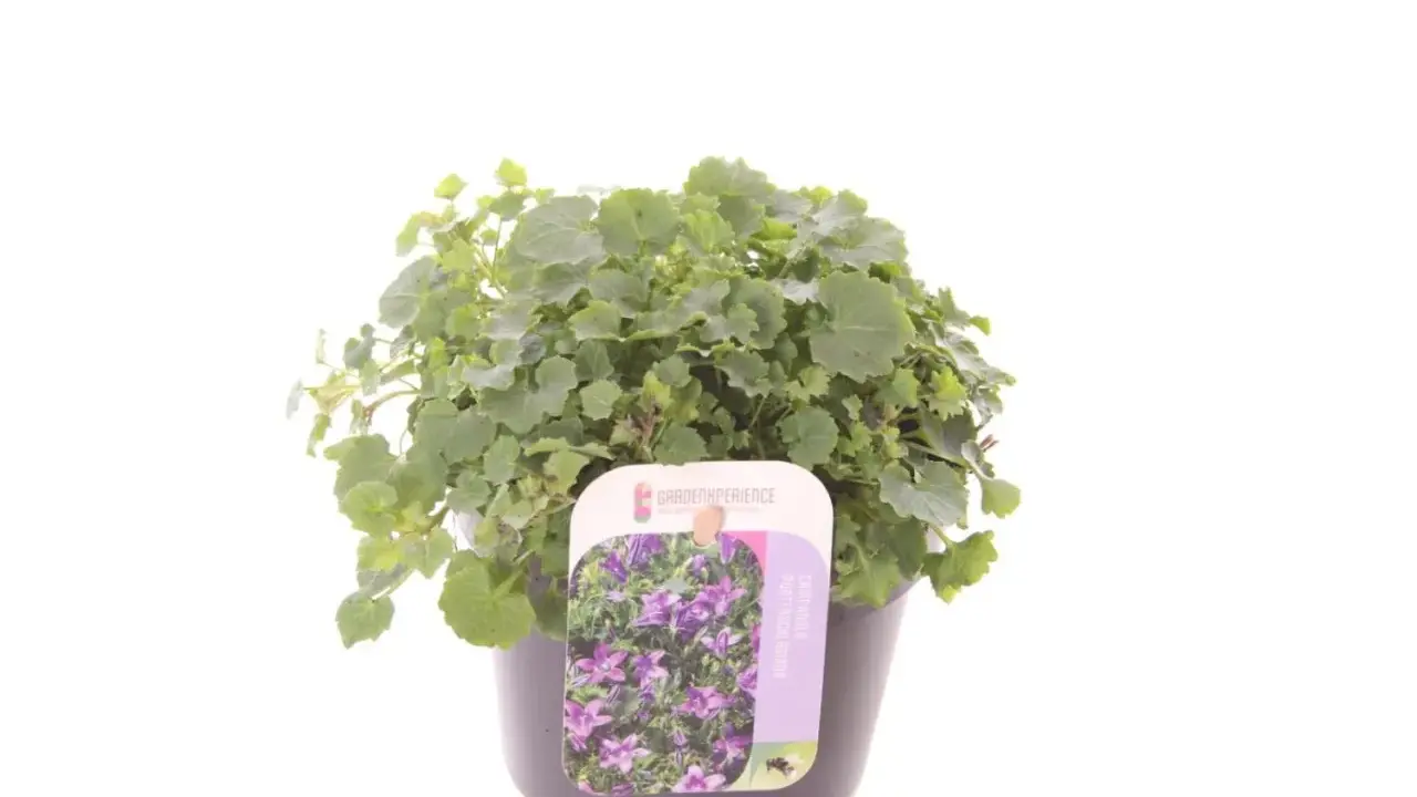 En kruka med en tät, grön murklocka perenn. Blommorna på etiketten är lila och liknar små klockor.