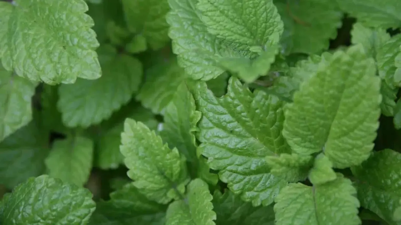 Närbild på frodig citronmeliss perenn. Bladen är ljusgröna med tydlig ådring och en lätt tandad kant.