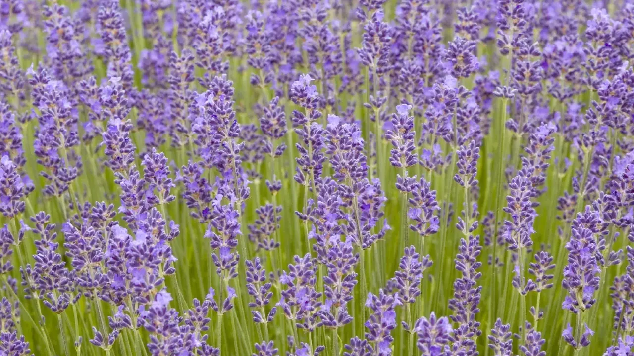 Fält av lavendel, lavandula angustifolia munstead, med sina lila blommor och gröna stjälkar.