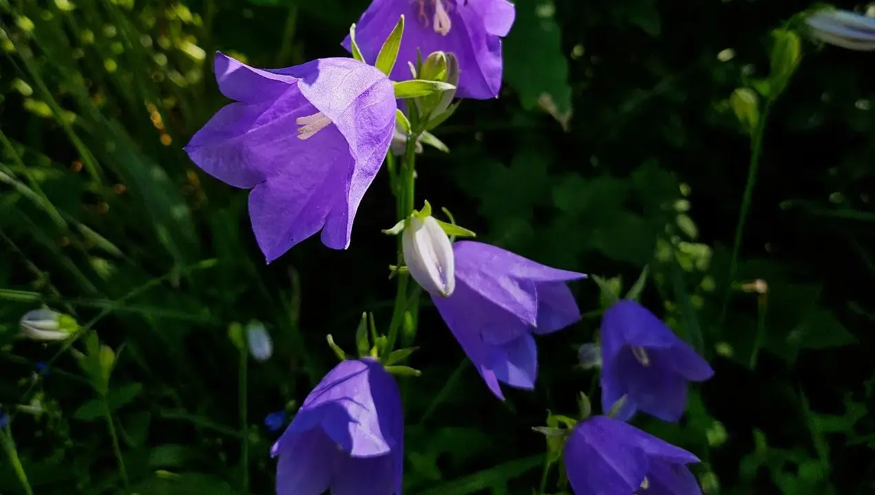 En grupp lila blommor som liknar blåklockor hänger i solen.