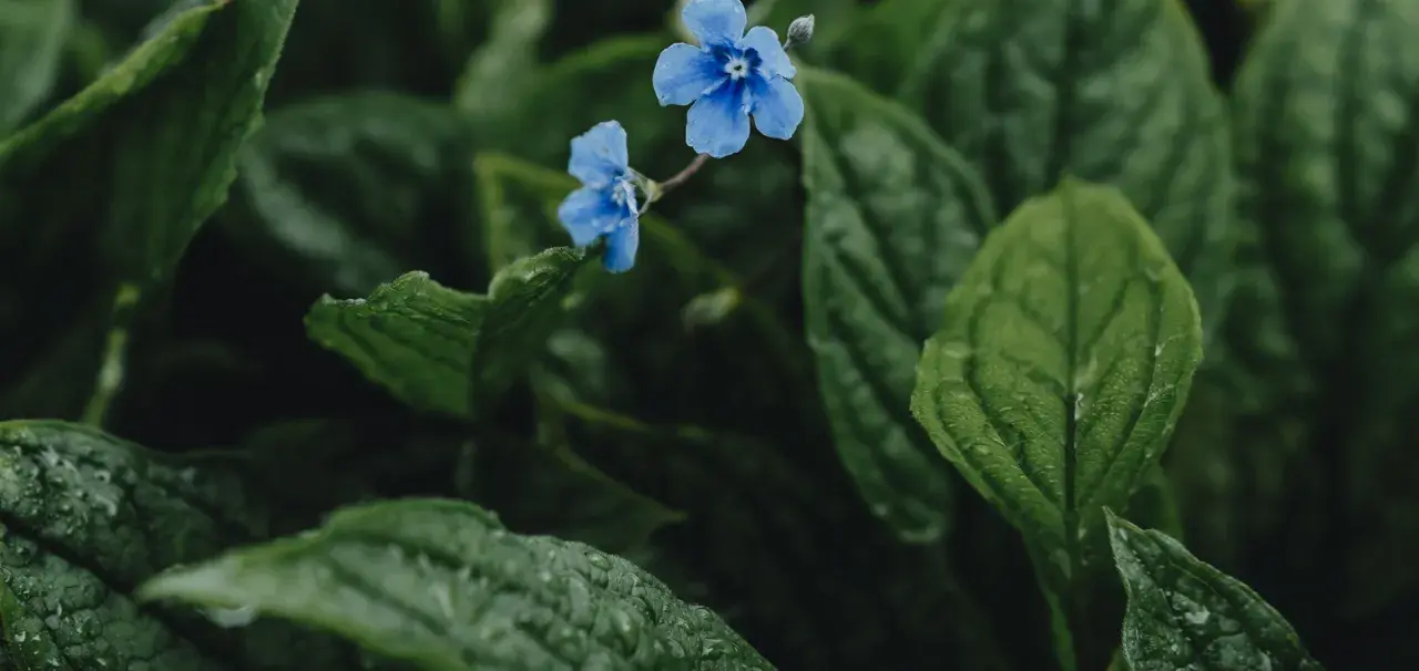 Två små, blå blommor lyser upp den mörka, gröna bakgrunden av bladverk. En vacker blå blomma perenn som ser ut att ha fått en dusch av regn.
