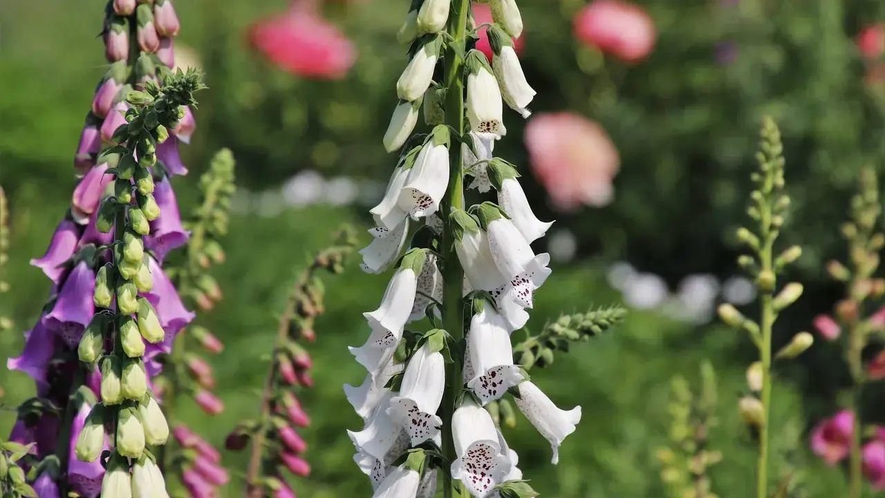 Vackra men **digitalis giftig** blommor i lila och vita nyanser. Deras klockformade blommor hänger i klasar mot en suddig grön bakgrund.