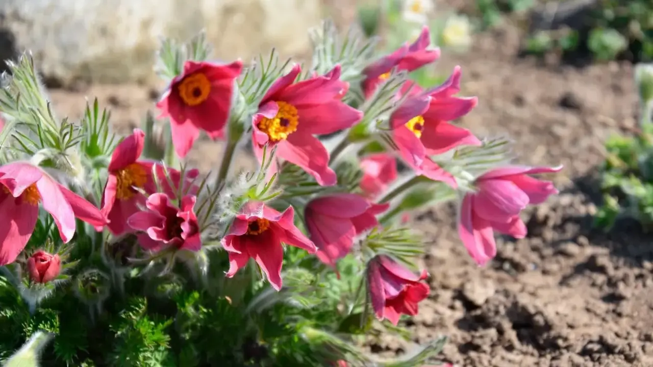 En grupp rosa, klockformade blommor med orange mitt. Dessa perenna blommor, en vacker orange blomma perenn, blommar tidigt på våren.