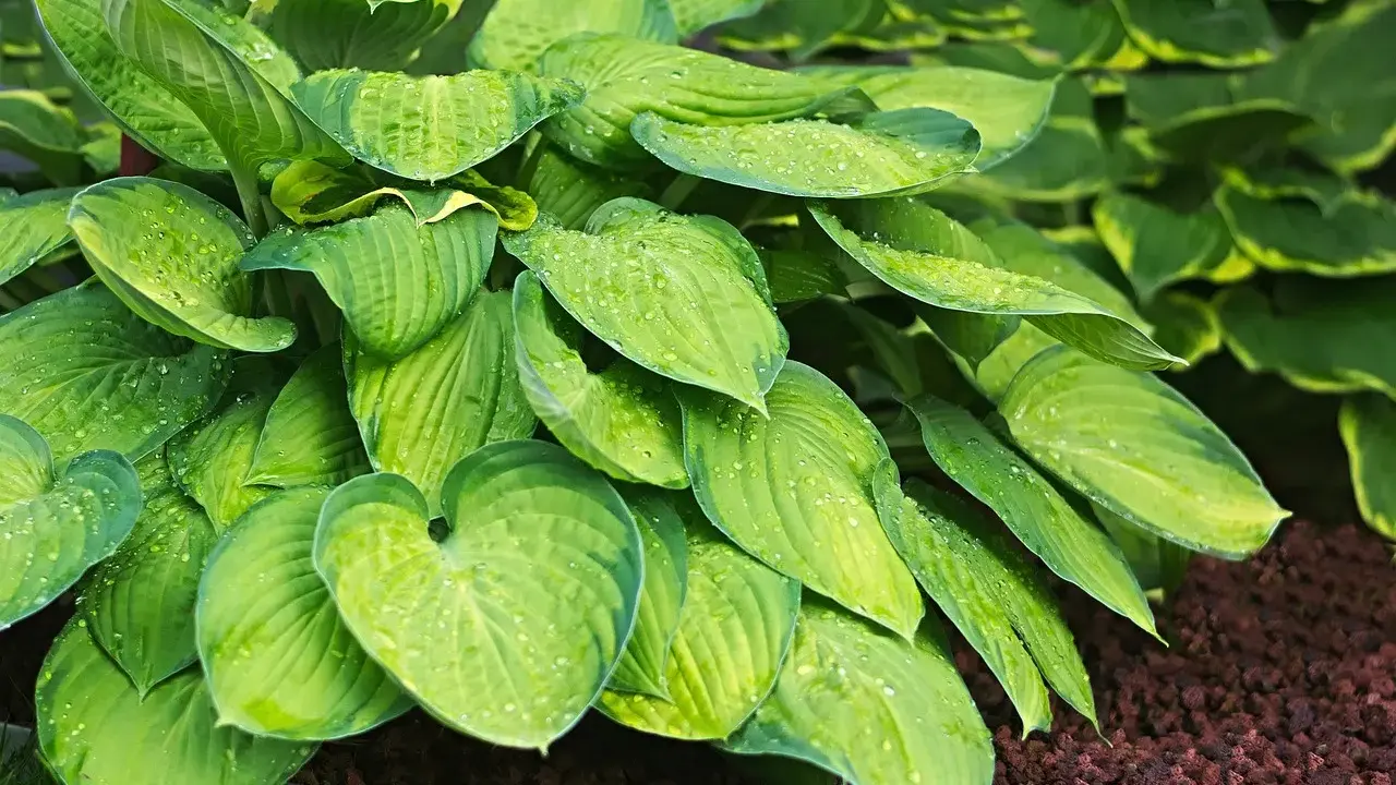 En frodig Hosta Fortunei med stora, gröna blad täckta av vattendroppar. Bladen har en vacker ådring och en lätt gulaktig kant.