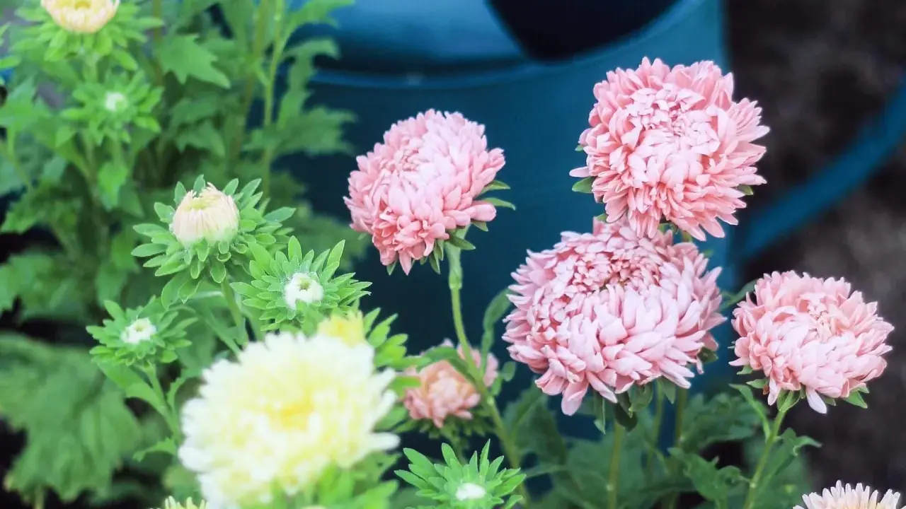 Rosa aster perenn blommor med knoppar och en gul blomma i förgrunden.