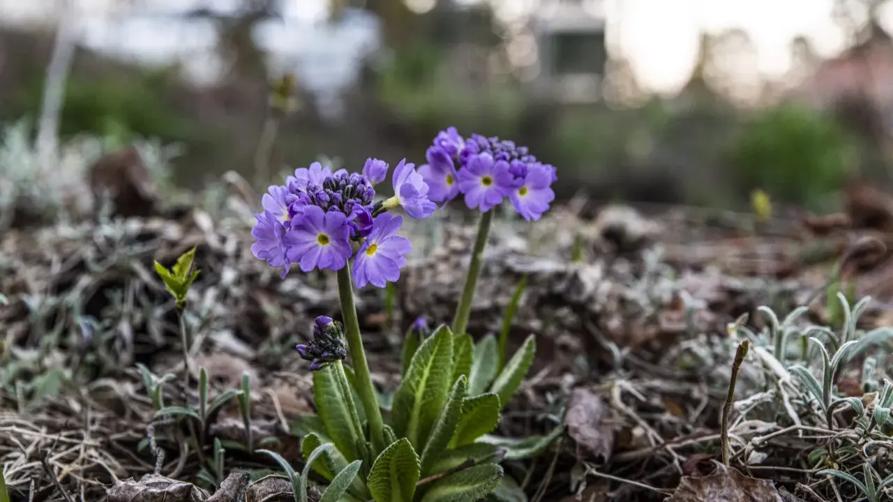 Två lila primula sorter blommar i en trädgård, omgivna av torra löv och nya gröna skott.