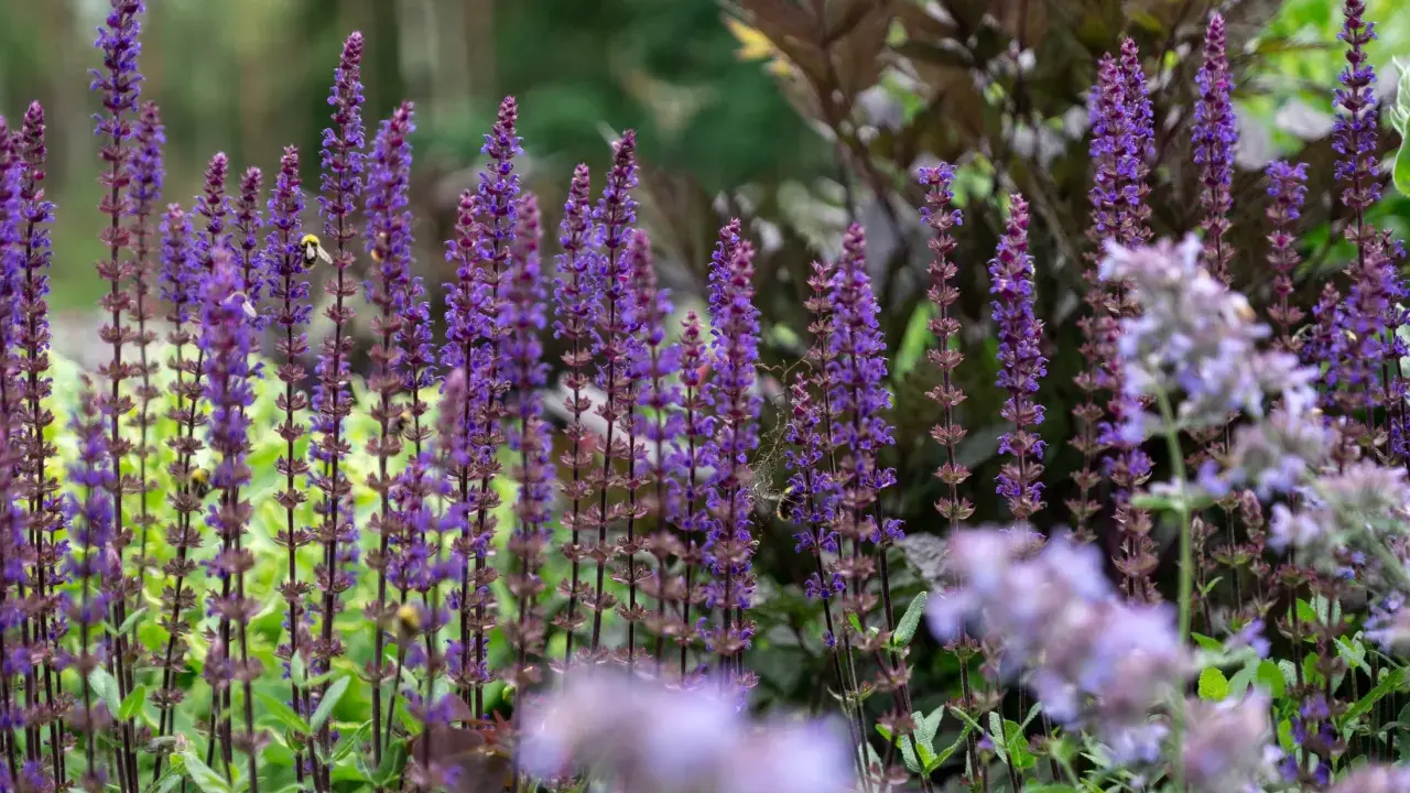 En humla besöker en blommande kransveronika, vars lila spiror skapar en fascinerande syn i trädgården.