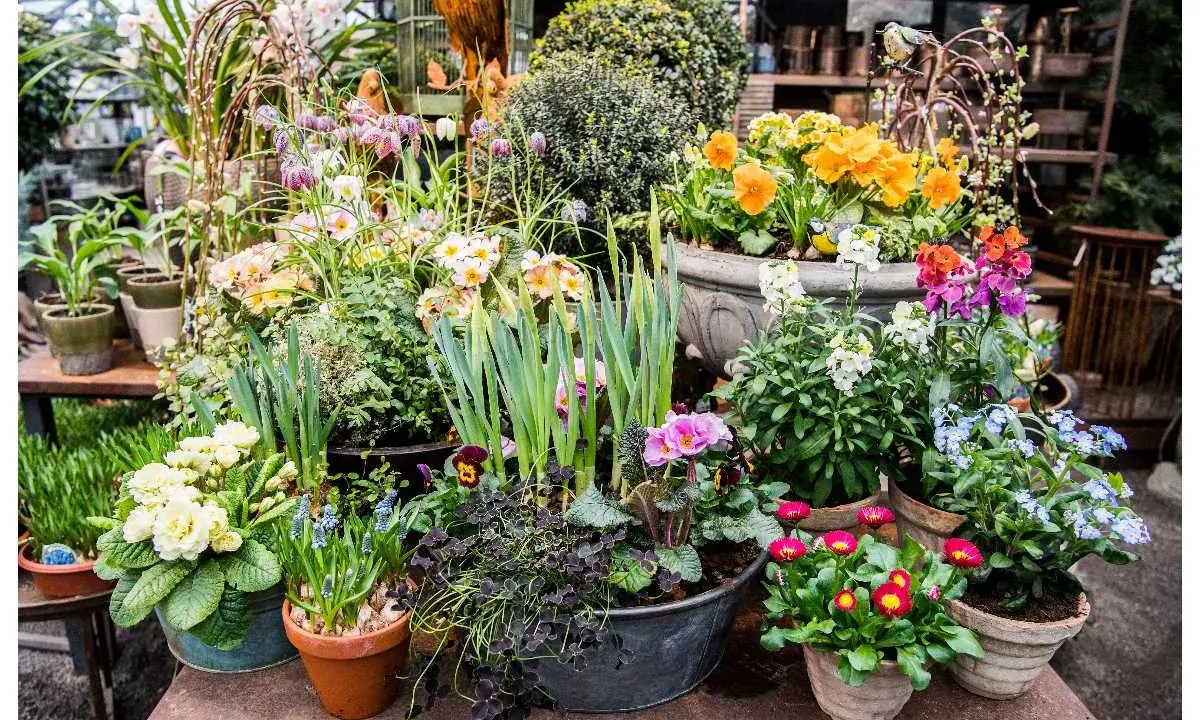 En blomsterbutik fylld med vårens färger. Här syns bland annat gullvivor (bellis perennis), penséer och blåsippor i krukor.