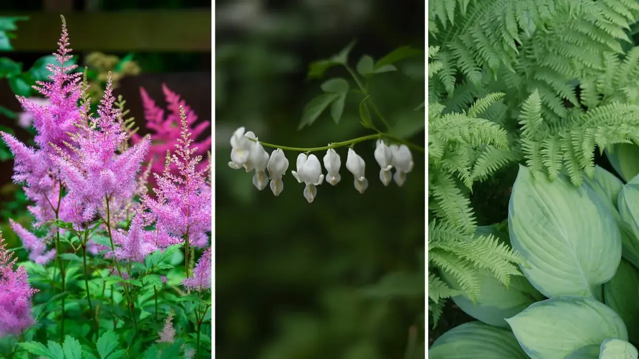 Rosa astilbe, vita hjärtblommor och gröna ormbunkar trivs i perenn skugga.