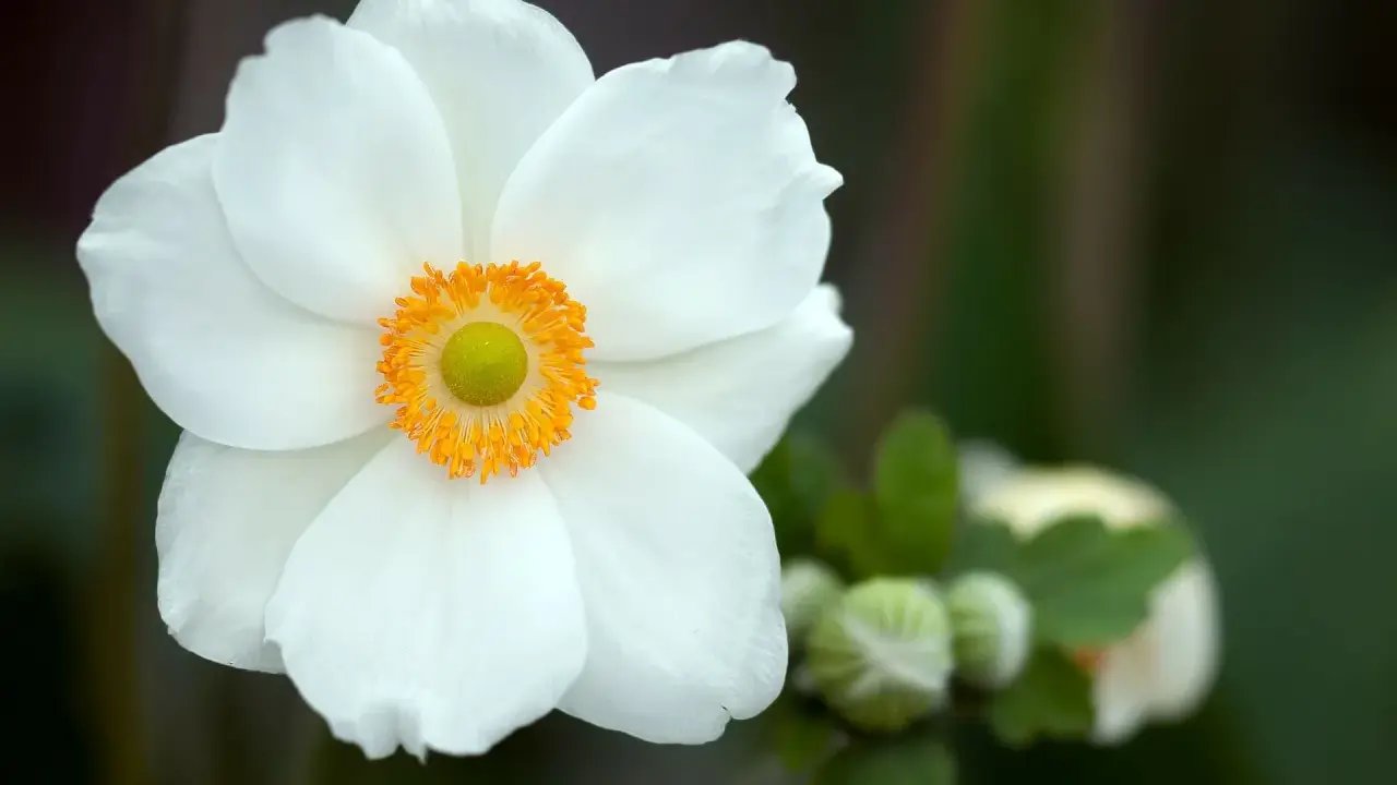En vit anemone sylvestris blommar med en gul mitt. I bakgrunden syns knoppar och gröna blad.