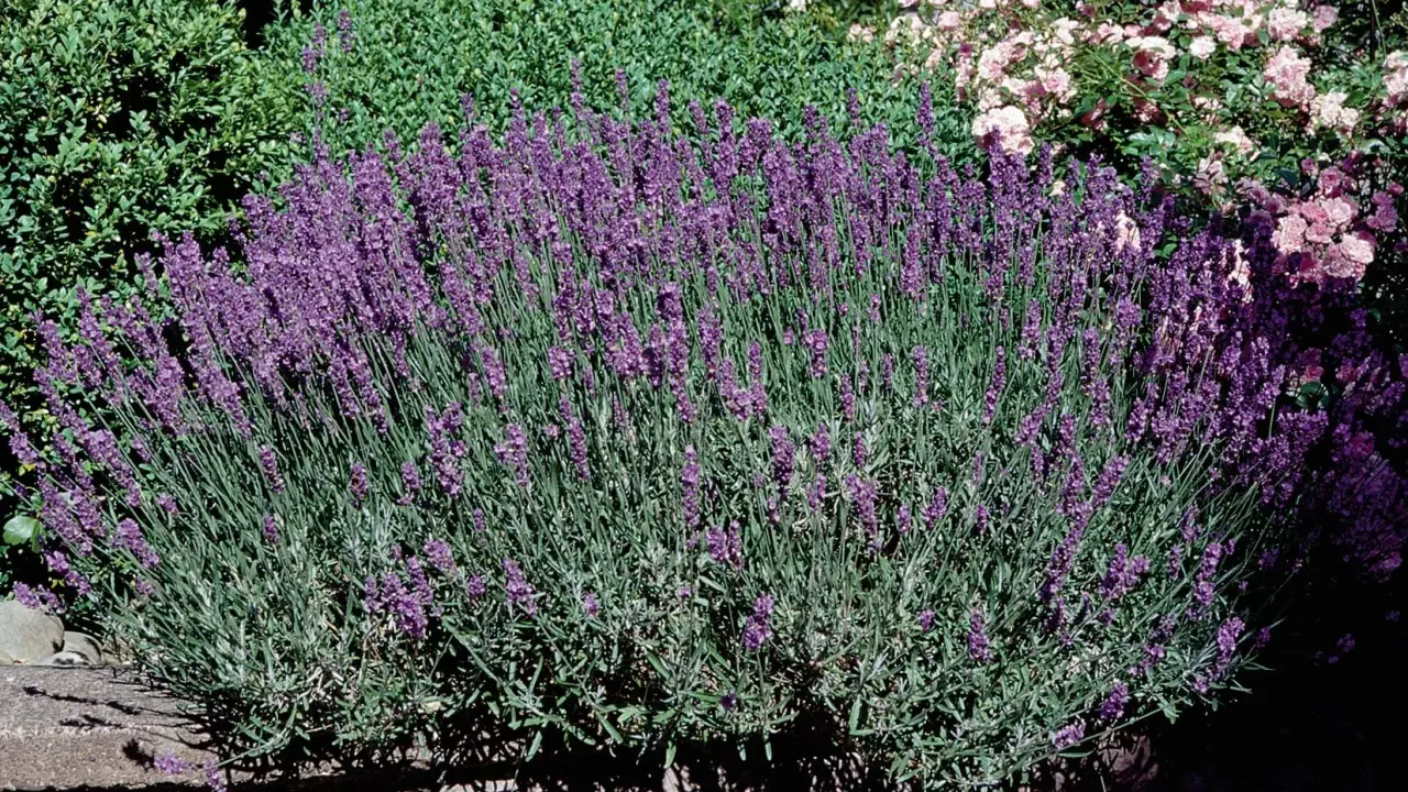 En frodig buske av lavendel, lavandula angustifolia 'Hidcote', blommar i en trädgård med rosa rosor i bakgrunden.