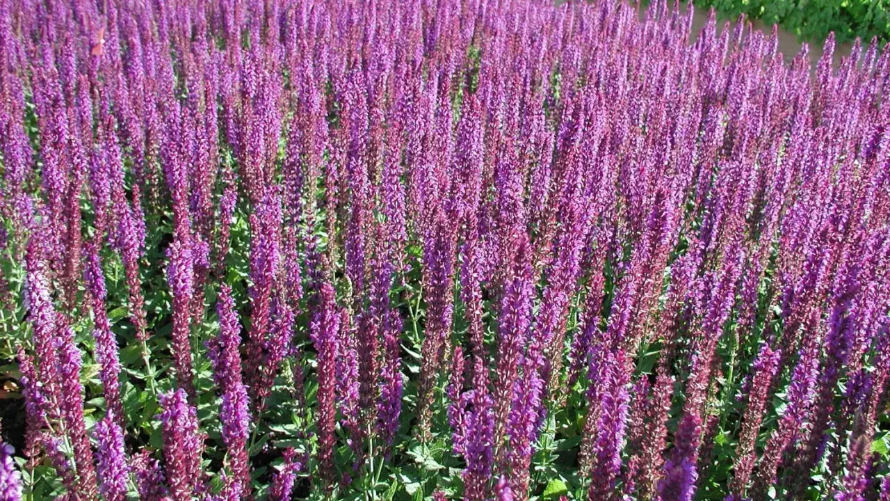 Fält av lila salvia 'Ostfriesland' blommar i solsken.