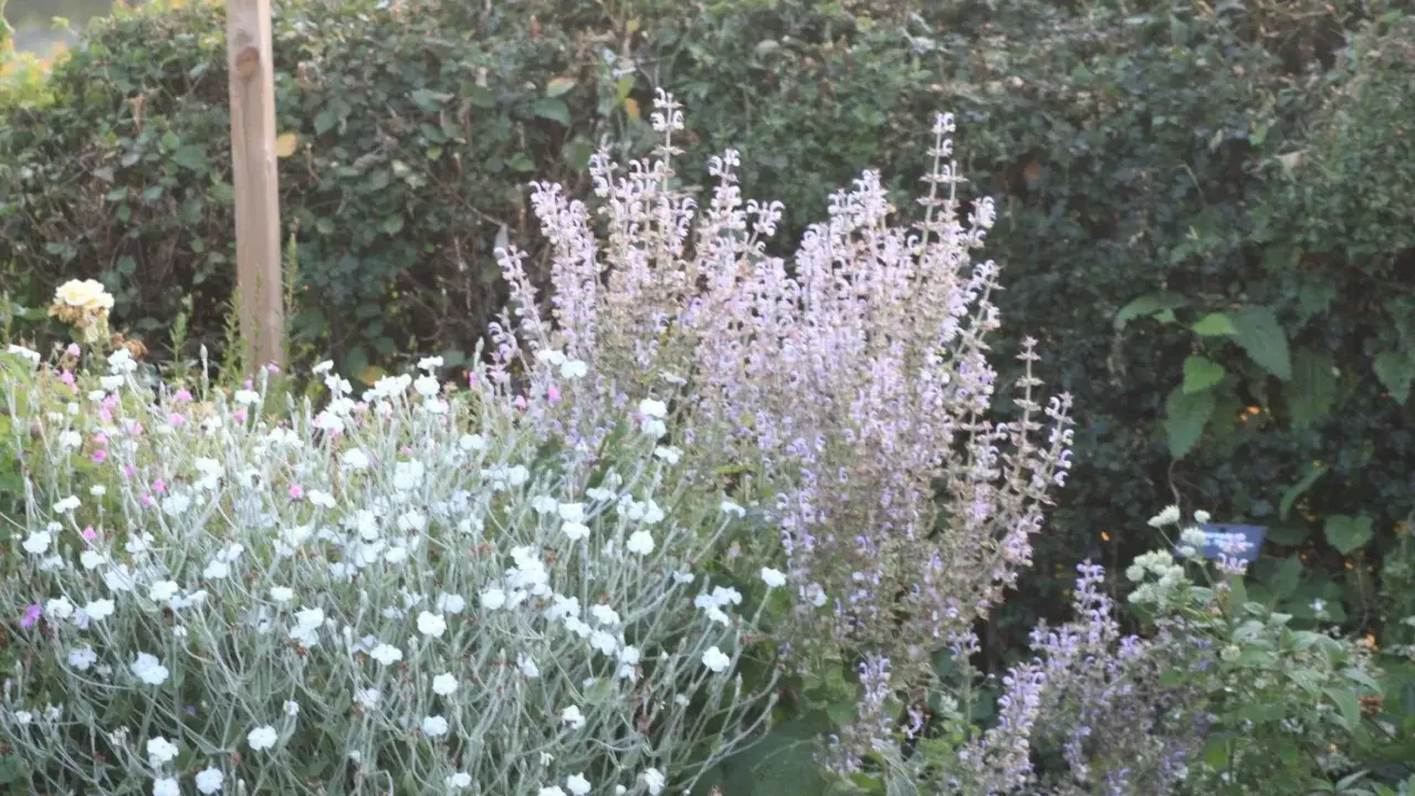 En lummig trädgård med en buske av ljuslila blommor, troligen lychnis coronaria, och en tät matta av små vita blommor.