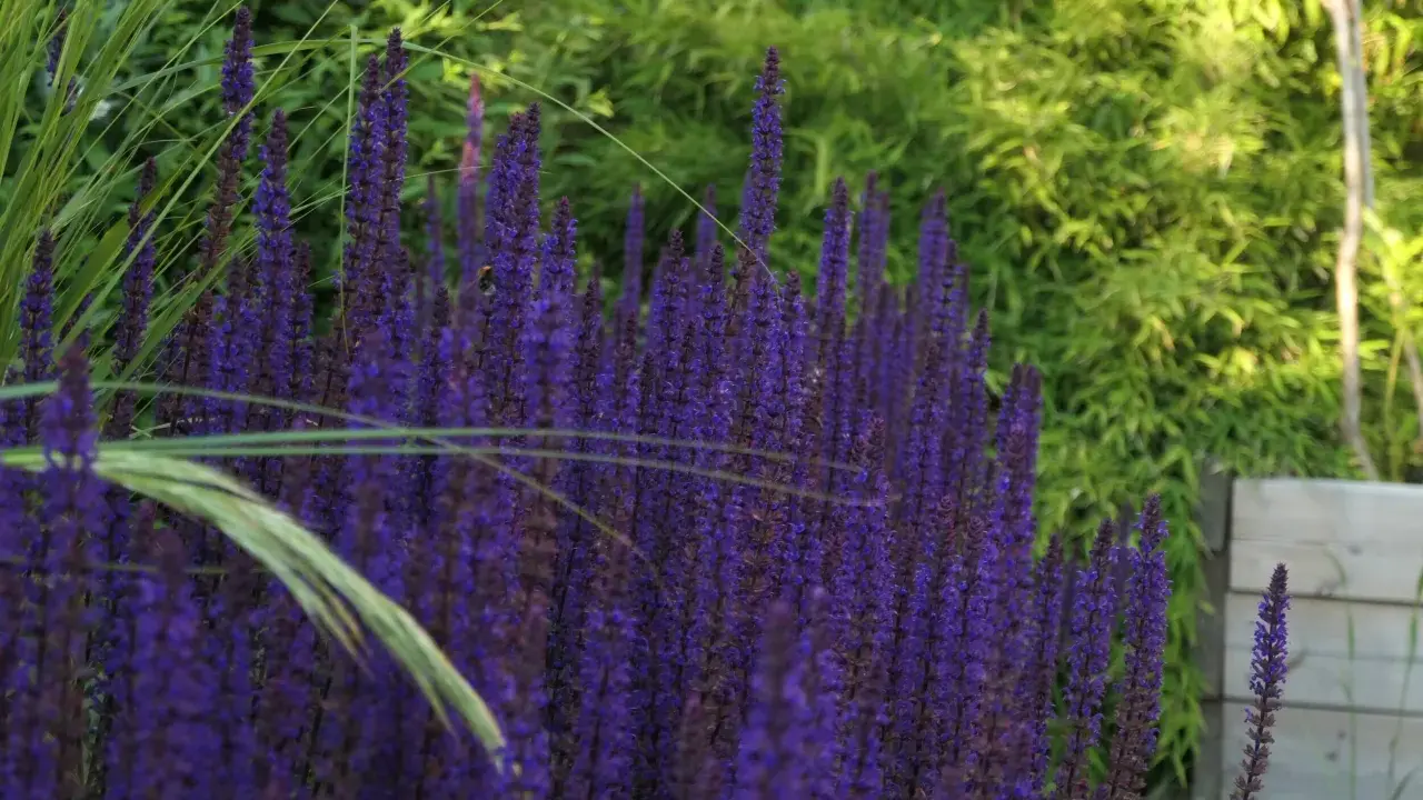 En tät rabatt med lila salvia blomma, en humla syns på en av blommorna. Gräs och gröna blad i bakgrunden.