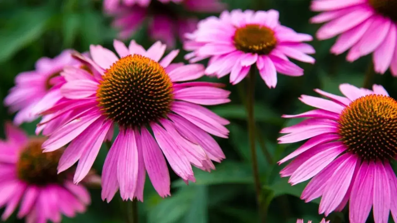 En grupp rosa solhatt blommor med bruna mittar mot en grön bakgrund.