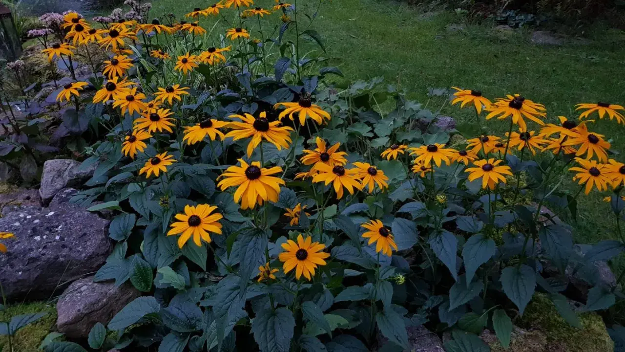 En rabatt med soliga rudbeckia fulgida blommor som lyser upp trädgården.
