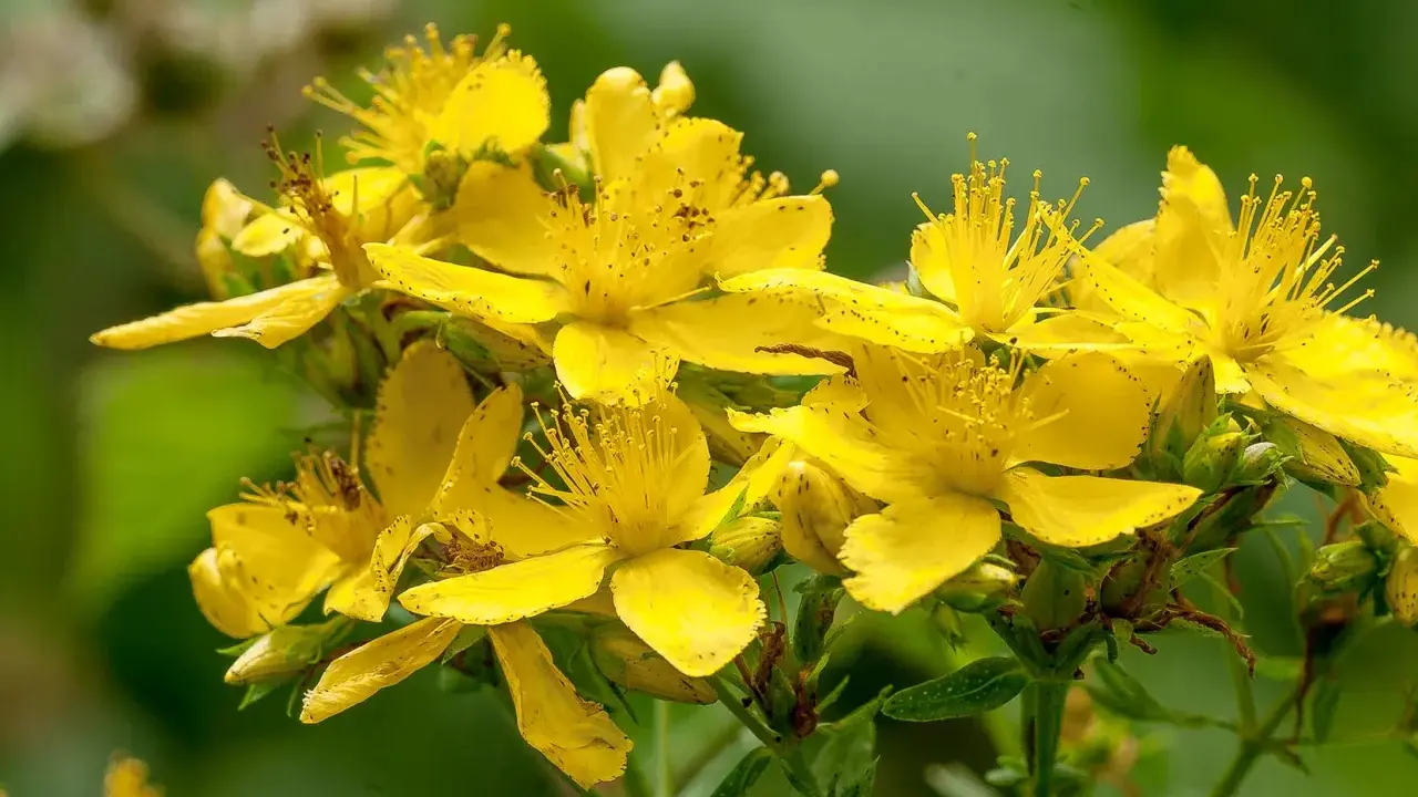 En klase lysande gula blommor av **hypericum perforatum** (johannesört) med sina karaktäristiska ståndare.