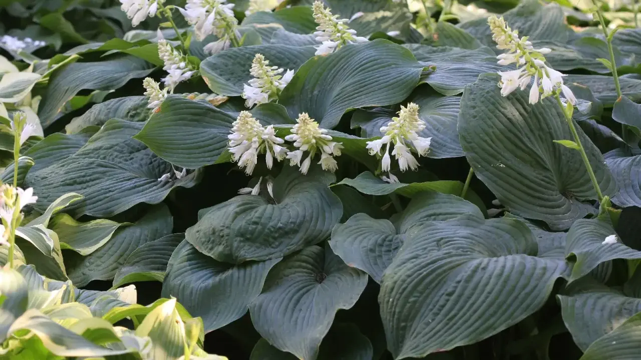 En tät plantering av hosta 'Royal Standard' med stora, mörkgröna blad och spiror av vita blommor.