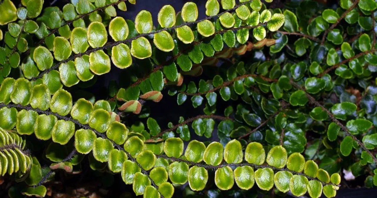 Närbild på en frodig växt med små, runda, gröna blad som sitter tätt längs mörka stjälkar. Bladen påminner om de hos Polypodium vulgare.