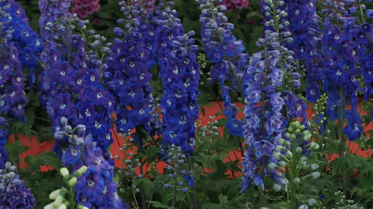 A cluster of tall, vibrant blue delphiniums with hints of purple and white flowers in a garden.