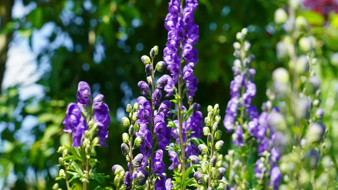 Blå stormhatt, även känd som Aconitum napellus, blommar i en lummig trädgård.