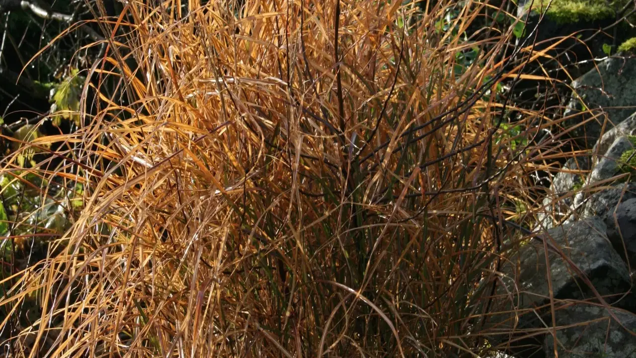 Torkad miscanthus flamingo i gyllene höstfärger, med stenar och grönska i bakgrunden.