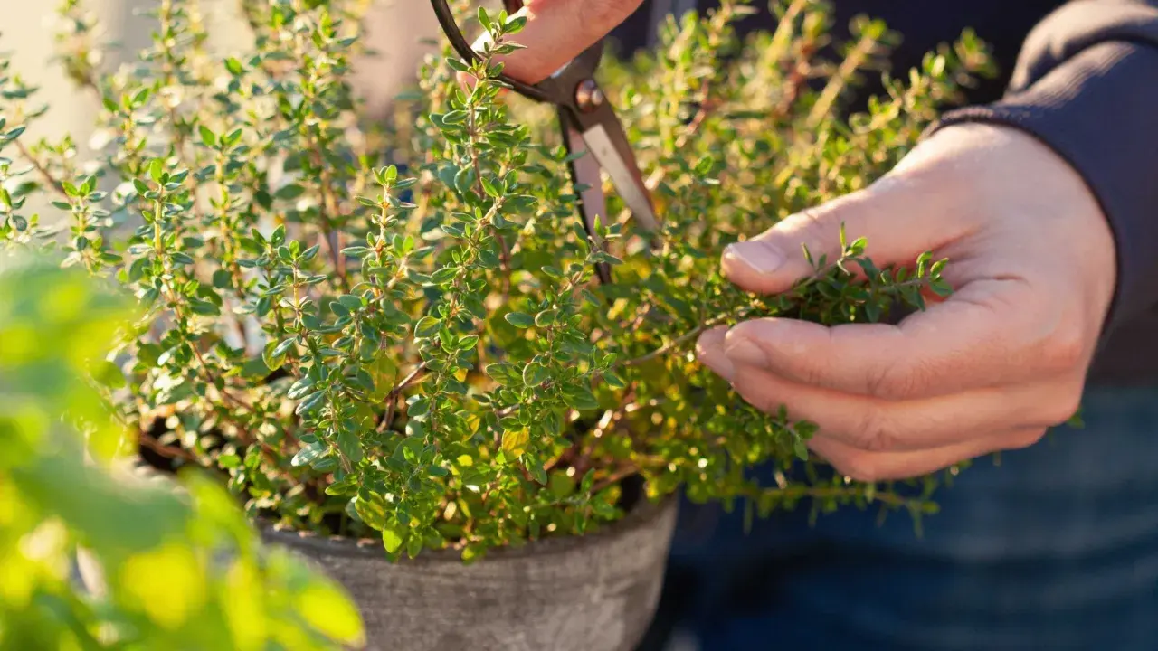 Händer klipper timjan (thymus vulgaris) i en kruka. Solen lyser på de små gröna bladen.