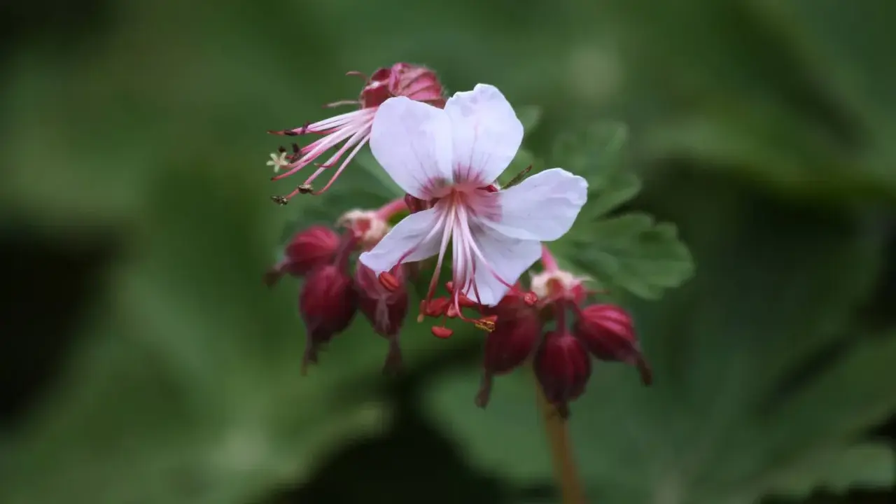 En ljusrosa blomma av Geranium macrorrhizum Spessart med mörkröda frökapslar mot en grön bakgrund.
