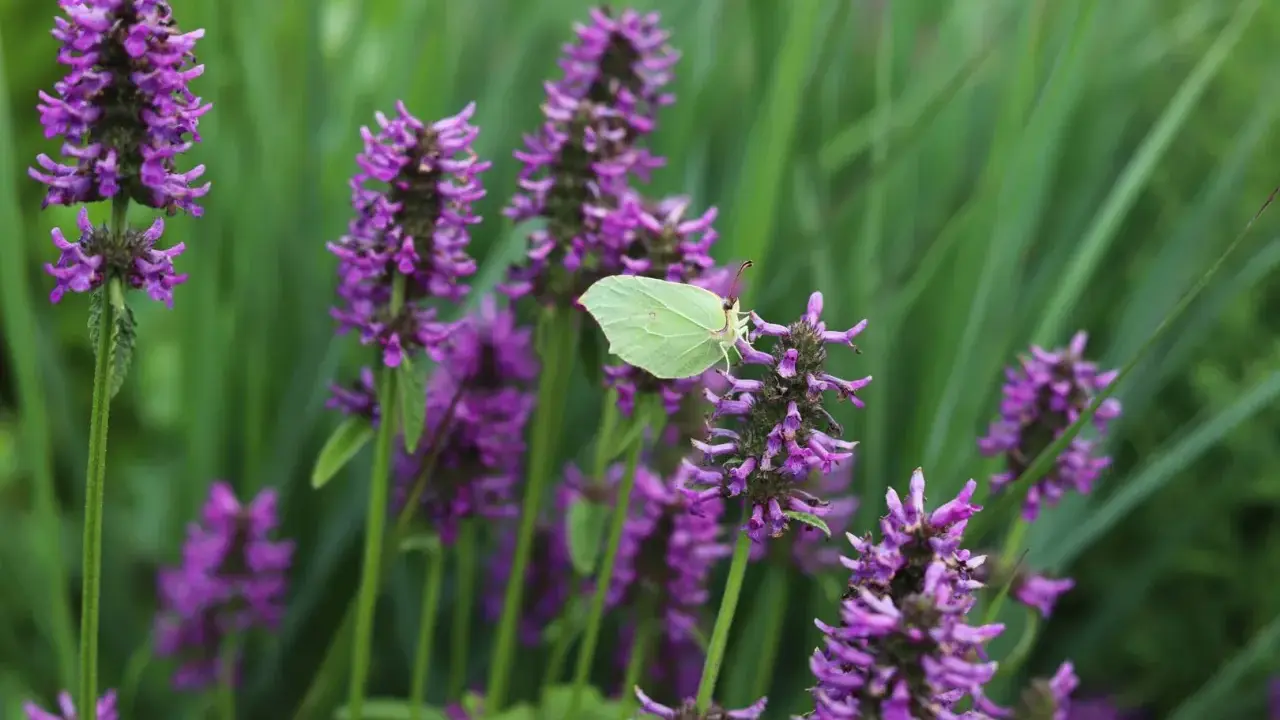 En ljusgul citronfjäril vilar på en lila blomställning av betonica officinalis.