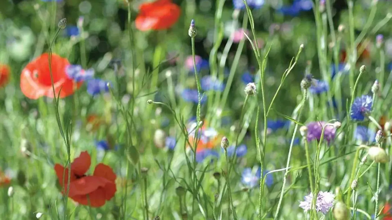 En äng med röda vallmo och blåklint, typiska svenska blommor i full blom.